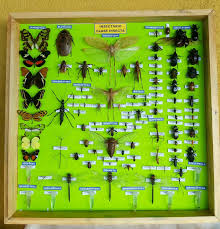 INSECTARIO