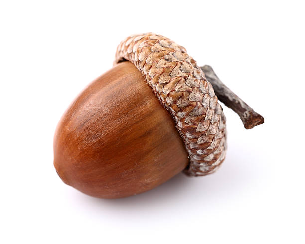BELLOTA